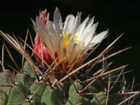 Thelocactus rinconensis subsp. phymatothele